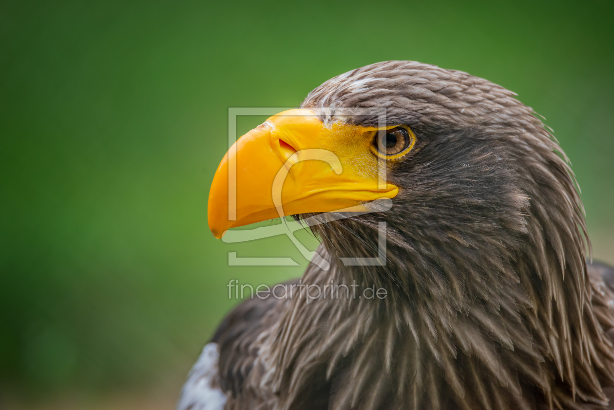 Bild-Nr.: 11997074 Riesenseeadler erstellt von FotoDeHRO