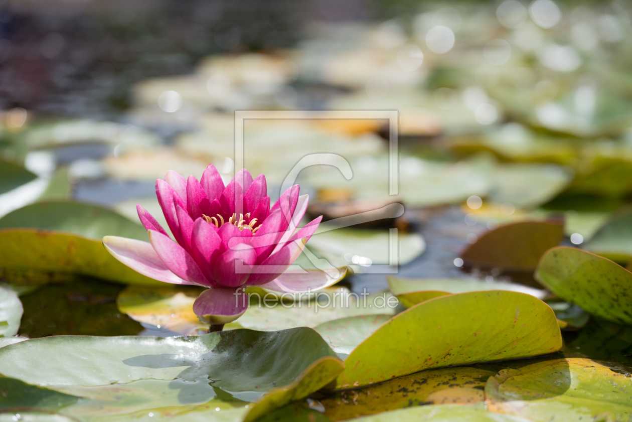 Bild-Nr.: 11997188 rosa Seerose im Teich erstellt von SusaZoom