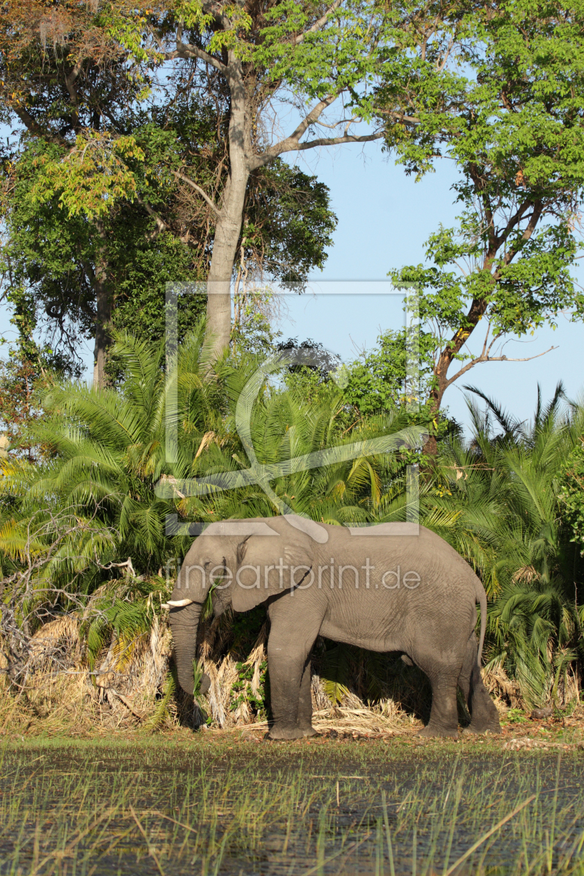 Bild-Nr.: 11997223 Elefant im Okavango Delta erstellt von DirkR