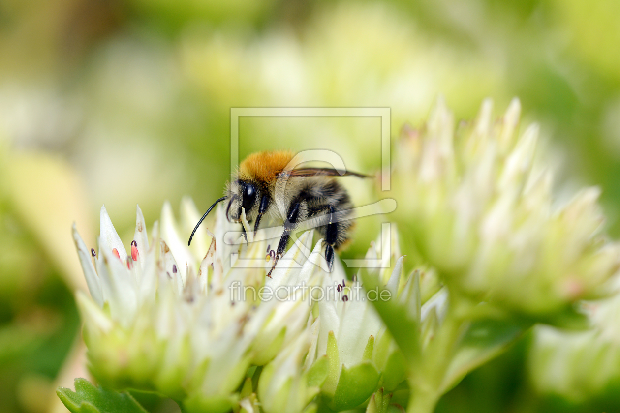 Bild-Nr.: 11997249 Ackerhummel auf Nektarsuche erstellt von Ostfriese