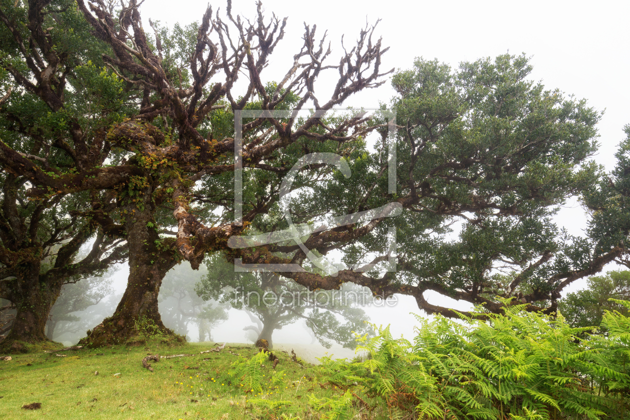 Bild-Nr.: 11997565 Lorbeerbaum erstellt von Thomas Herzog