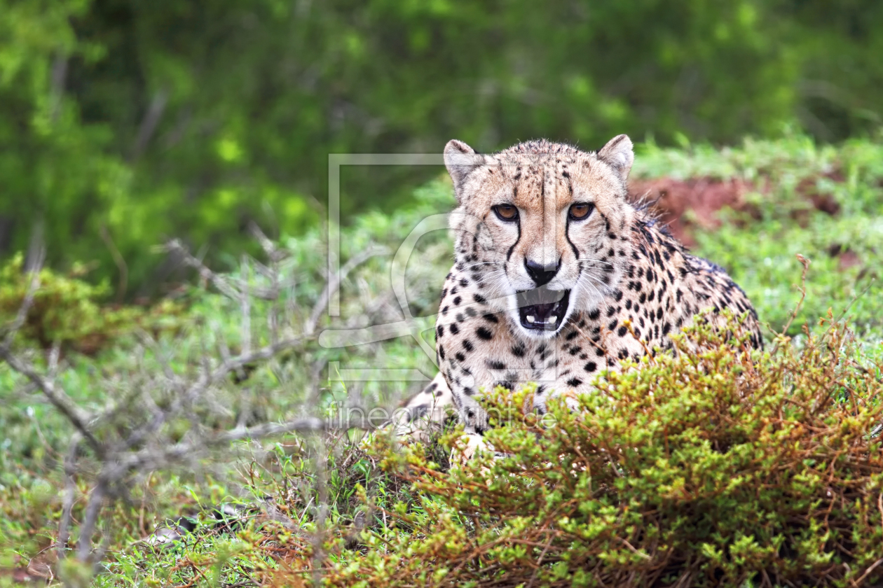 Bild-Nr.: 11998625 Gepard erstellt von DirkR