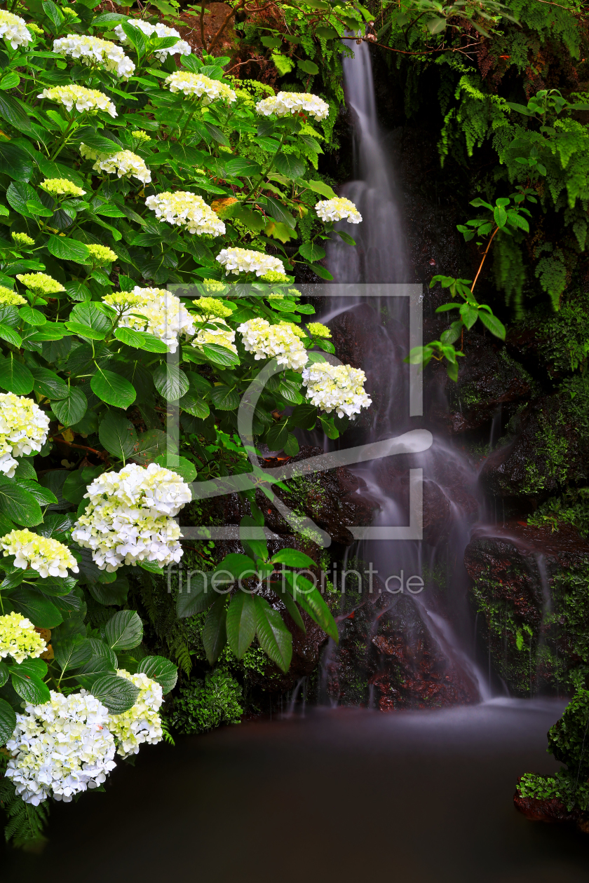 Bild-Nr.: 11999423 Wasserfall trifft Hortensie erstellt von 