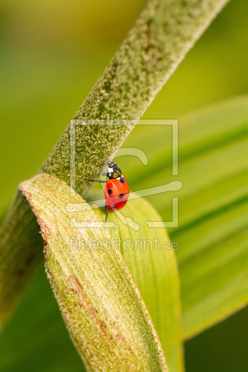 Bild-Nr.: 12000478 Glückskäfer erstellt von AlenaTerbachFotografie