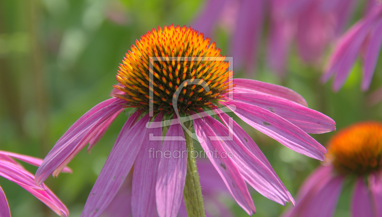 Bild-Nr.: 12000811 Echinacea erstellt von GUGIGEI