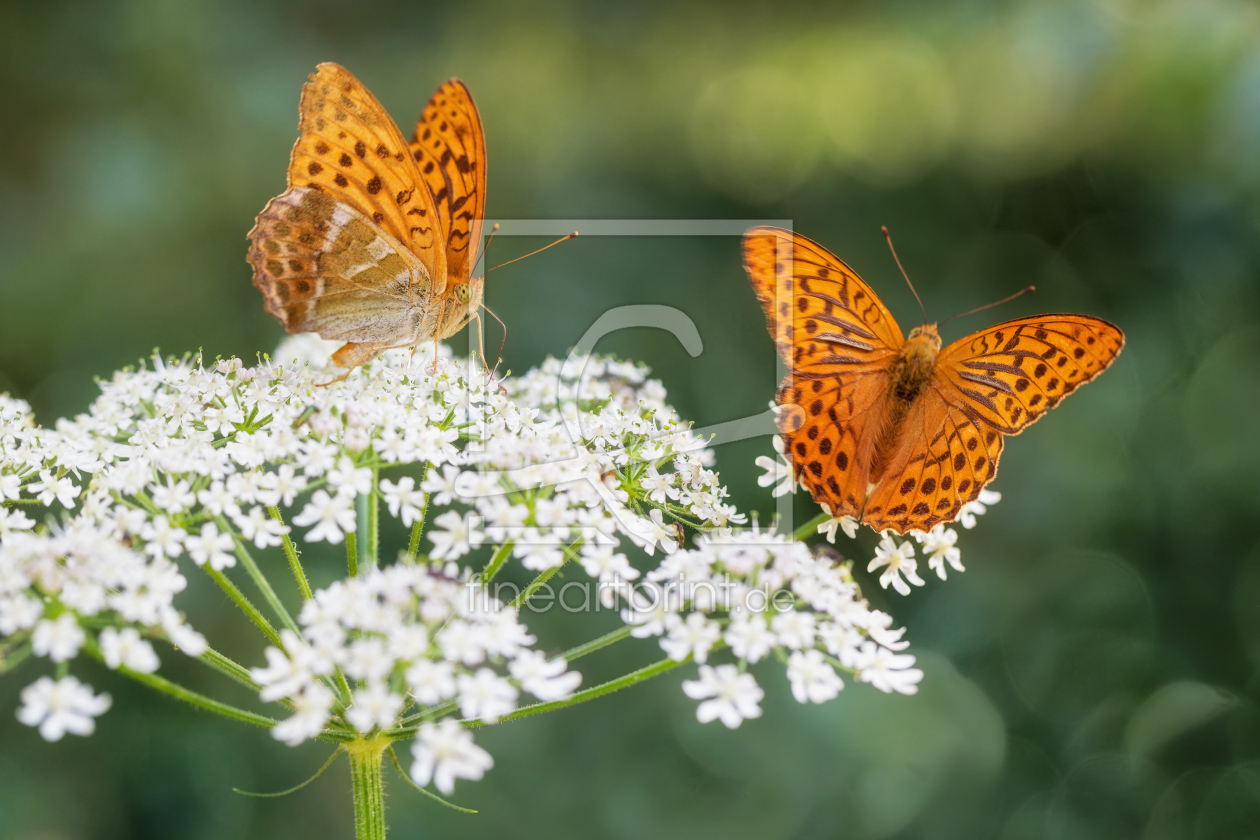 Bild-Nr.: 12001018 Kaisermantel - Schmetterling erstellt von Thomas Herzog