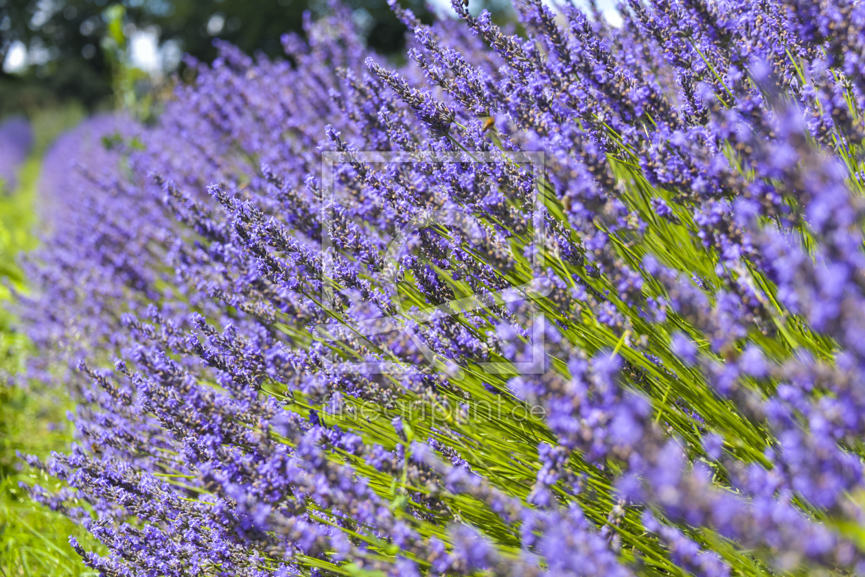 Bild-Nr.: 12001185 Lavendelblüte erstellt von KundenNr-160338