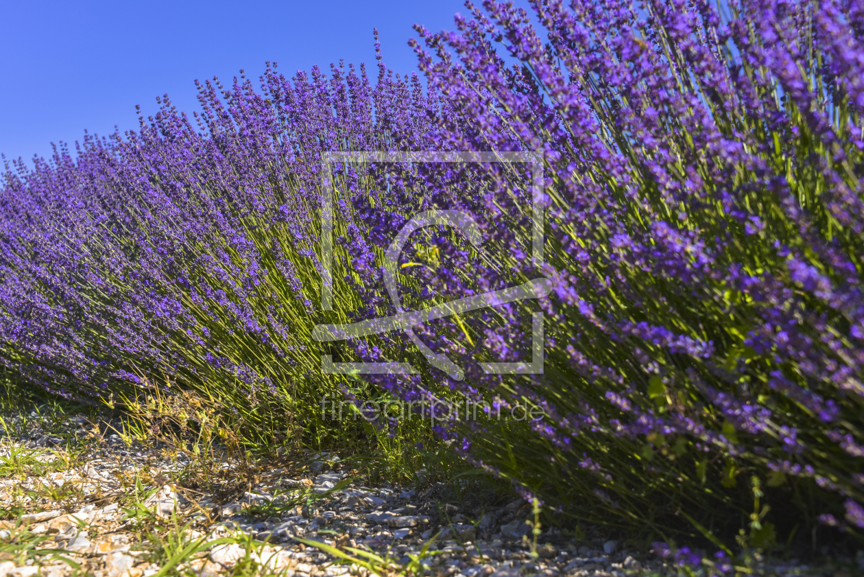 Bild-Nr.: 12001343 Lavendelreihe - Provence erstellt von KundenNr-160338