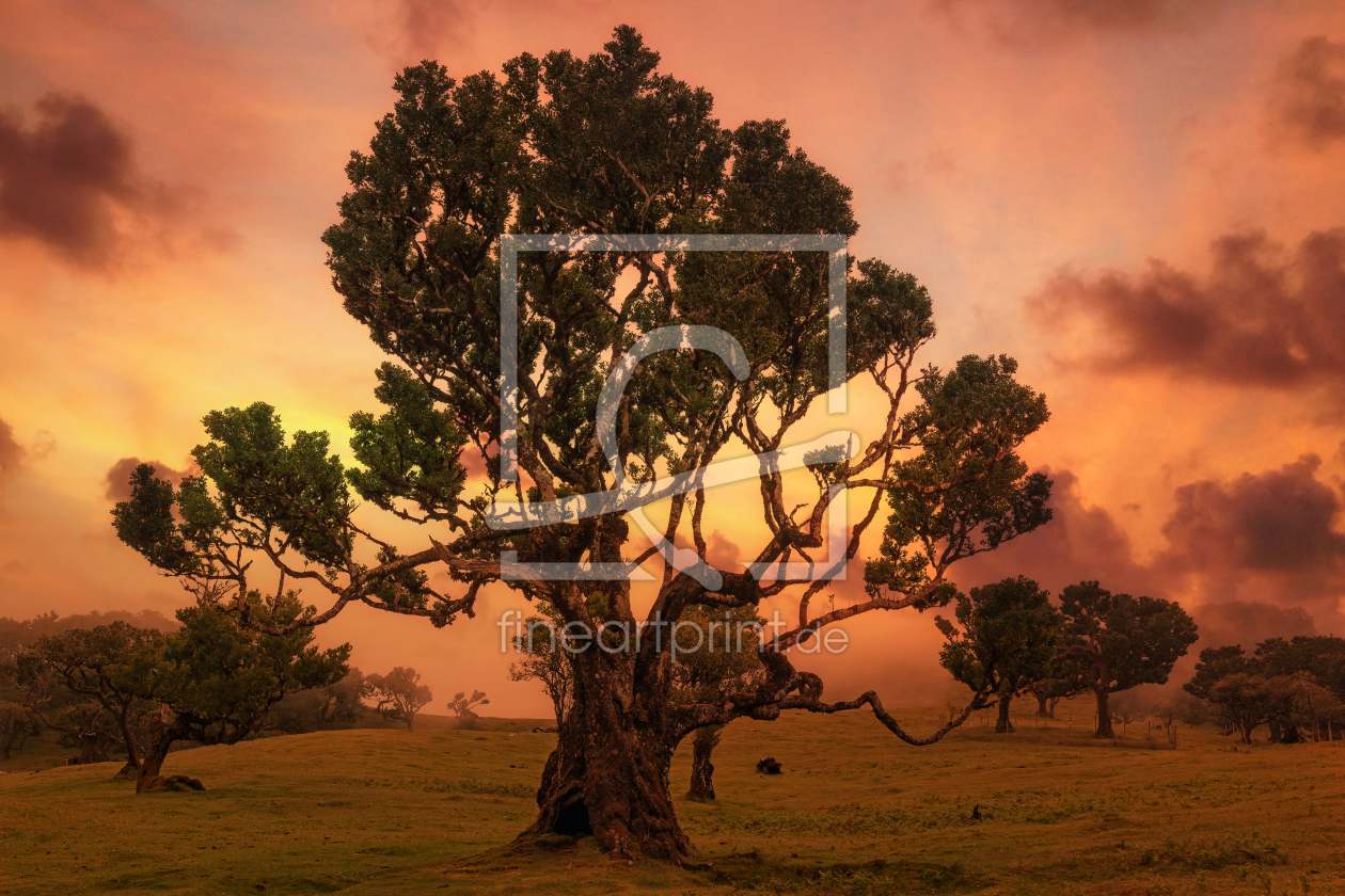 Bild-Nr.: 12001417 Lorbeerbaum - Madeira erstellt von Thomas Herzog