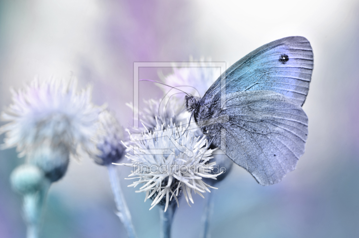 Bild-Nr.: 12001799 Butterfly erstellt von Atteloi