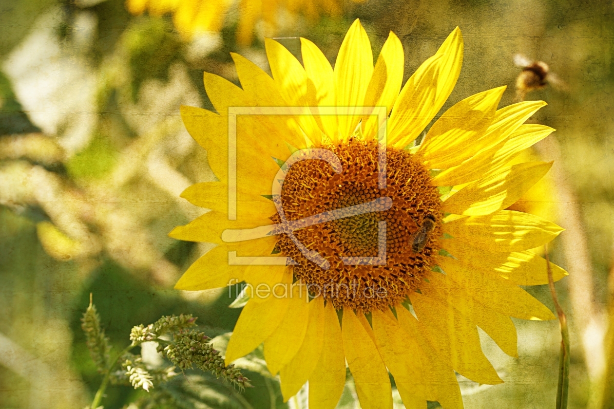 Bild-Nr.: 12002023 Sunflower erstellt von youhaveadream