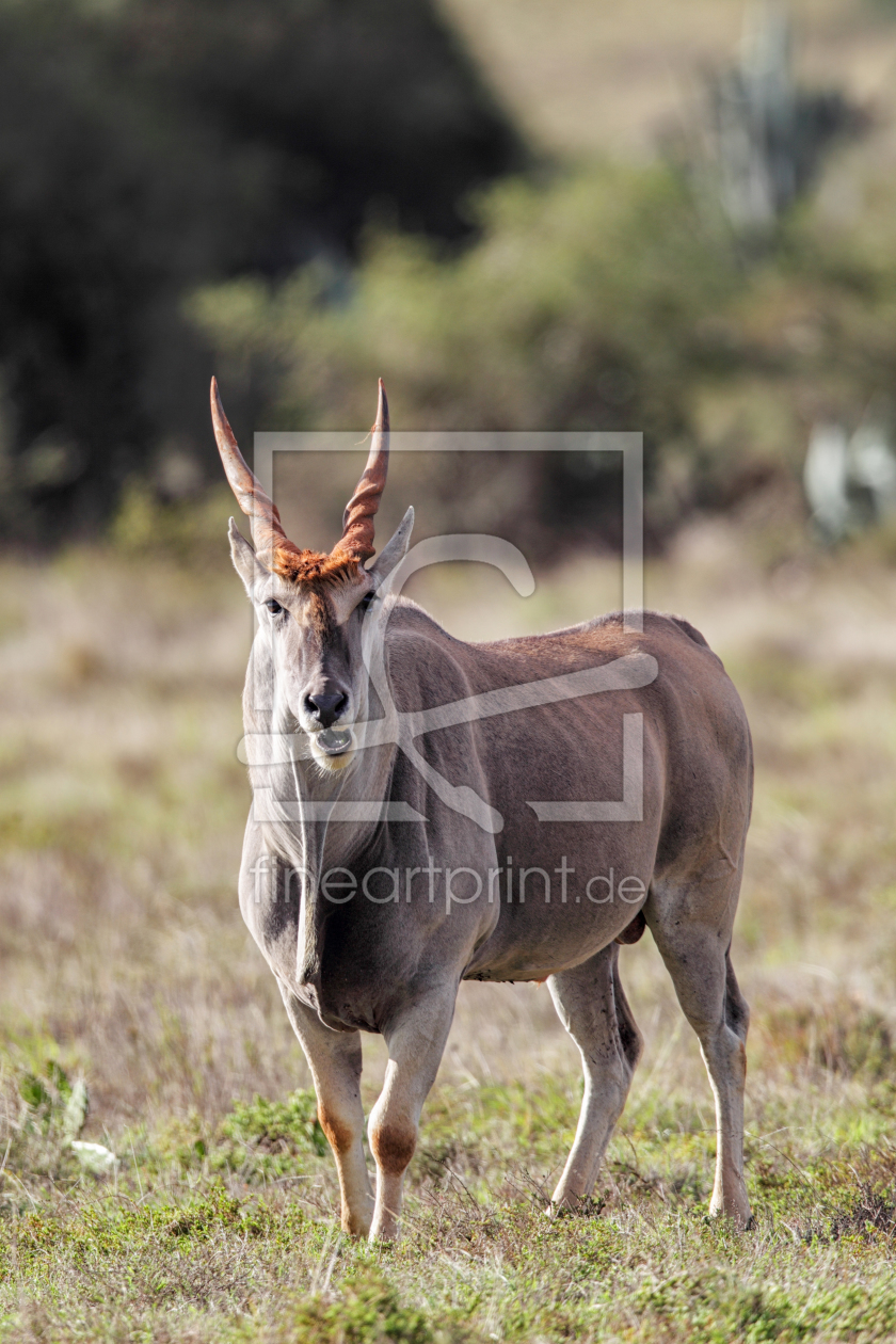 Bild-Nr.: 12003347 Elenantilope erstellt von DirkR