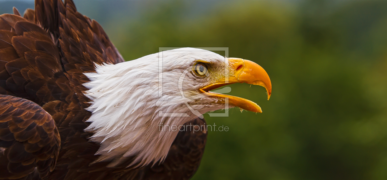 Bild-Nr.: 12003699 Adler erstellt von Tex