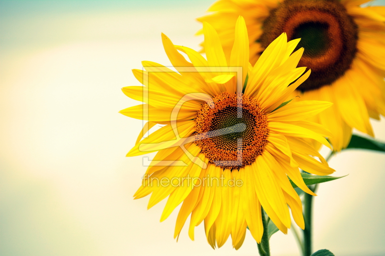 Bild-Nr.: 12004468 sunflowers erstellt von GUGIGEI