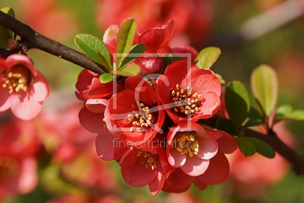 Bild-Nr.: 12004631 Chaenomeles japonica erstellt von youhaveadream