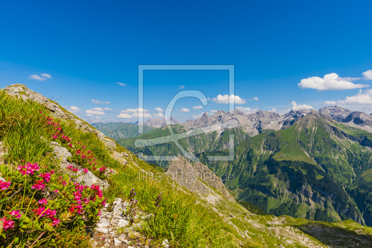 Bild-Nr.: 12005364 Alpenrosen in den Allgäuer Alpen erstellt von Walter G. Allgöwer