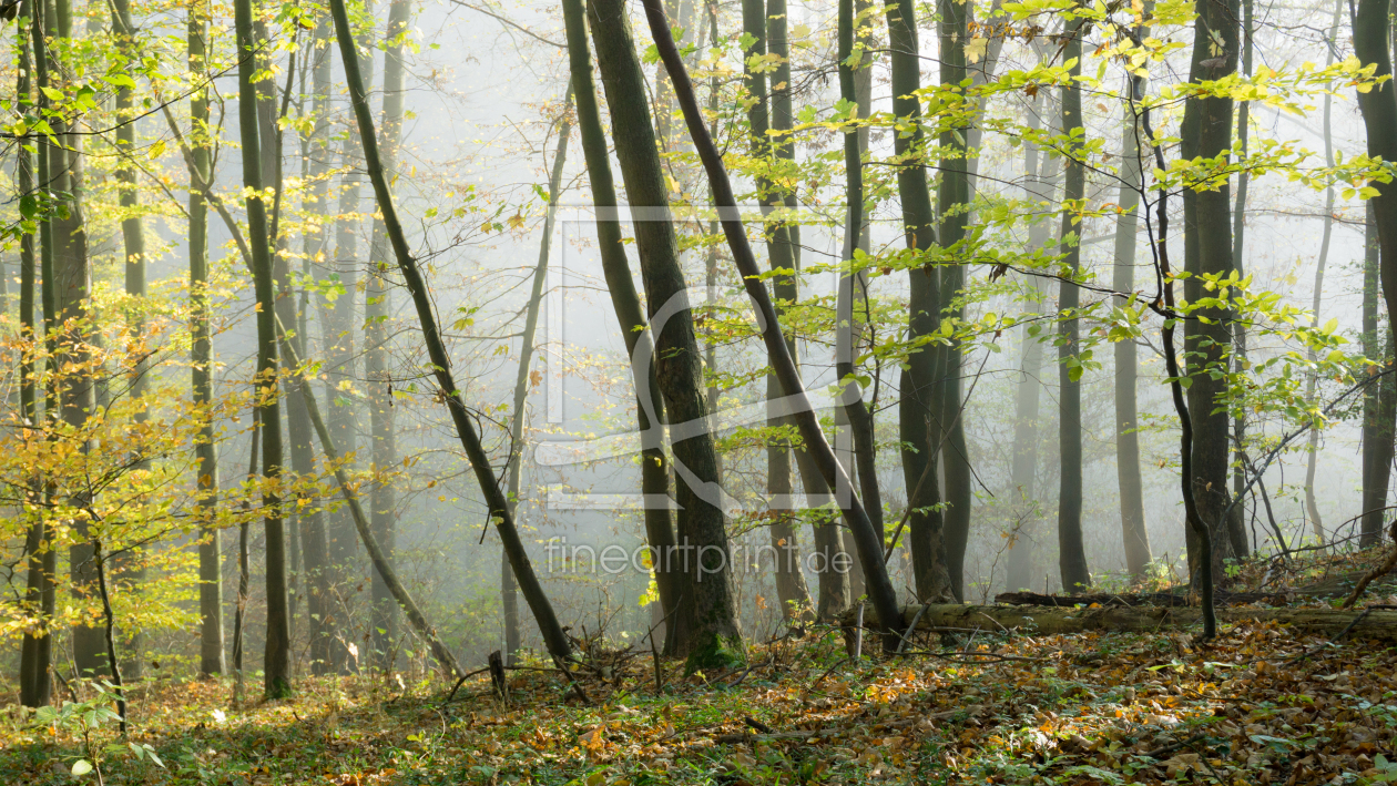 Bild-Nr.: 12005455 Waldlandschaft erstellt von hgfotografie