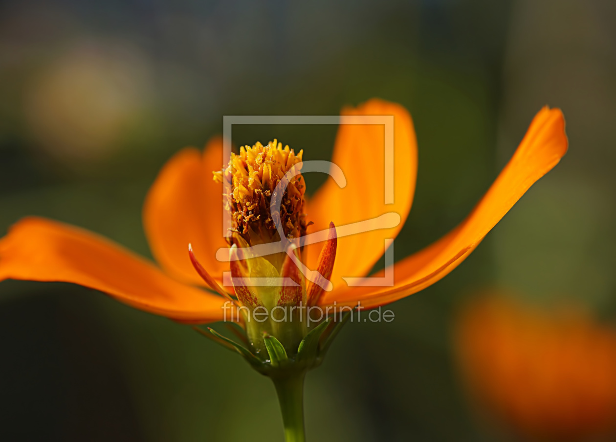 Bild-Nr.: 12006259 Tagetes erstellt von youhaveadream