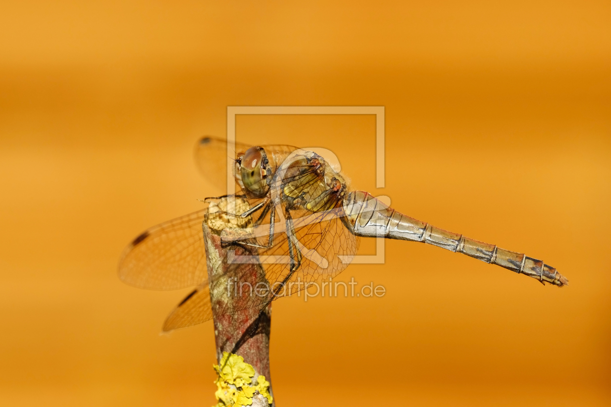 Bild-Nr.: 12006595 Libelle auf dem Stock erstellt von Ostfriese