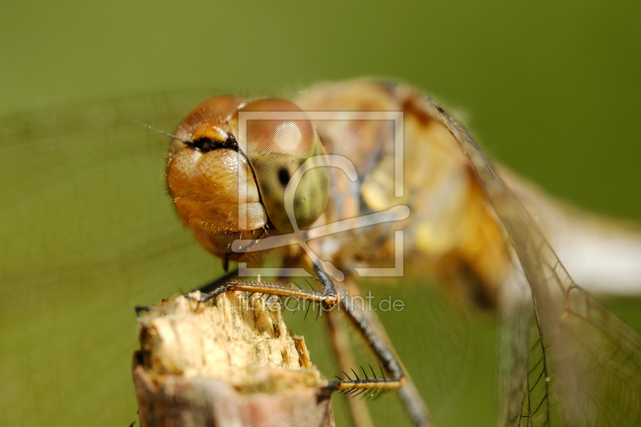 Bild-Nr.: 12006596 Libellenpotrait erstellt von Ostfriese