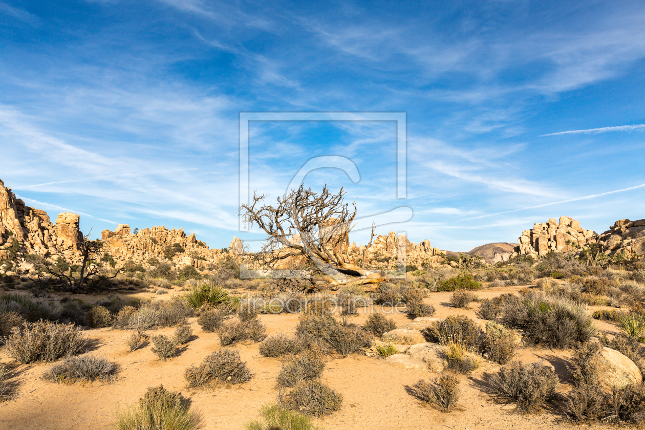 Bild-Nr.: 12007531 deadwood in Joshua Tree National Park erstellt von Marquardt