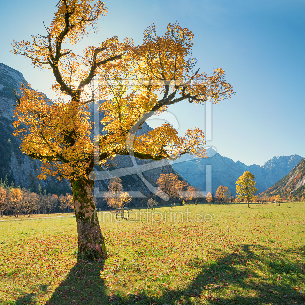 Bild-Nr.: 12007747 Baumriese am Ahornboden Herbstlandschaft Tirol erstellt von SusaZoom