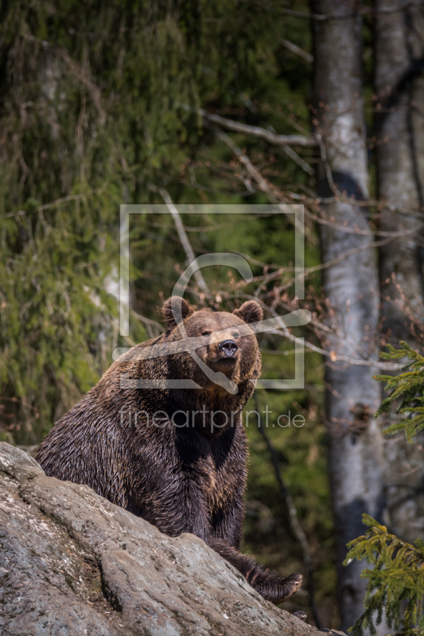 Bild-Nr.: 12008172 Bär im Wald erstellt von luxpediation