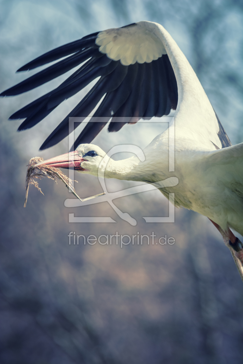 Bild-Nr.: 12010774 Vogel im Flug erstellt von luxpediation