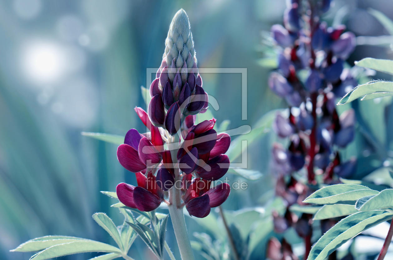 Bild-Nr.: 12010848 Lupine erstellt von Atteloi