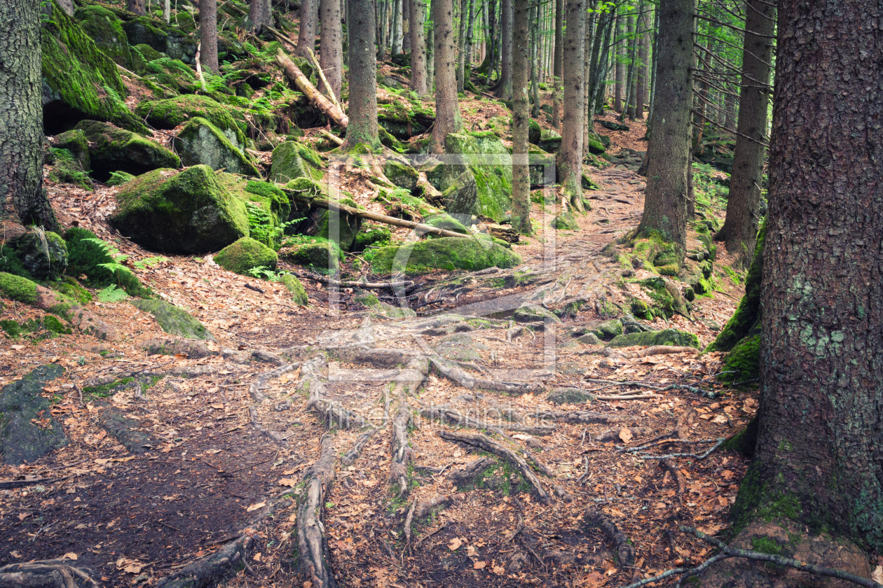 Bild-Nr.: 12010870 Uriger Wald erstellt von luxpediation