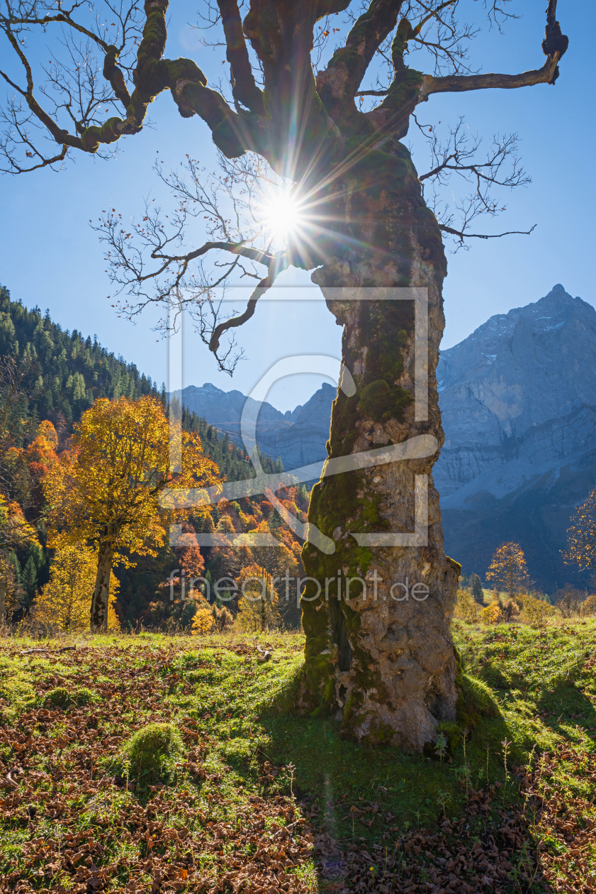 Bild-Nr.: 12011207 Knorriger Ahornbaum mit Morgensonne erstellt von SusaZoom