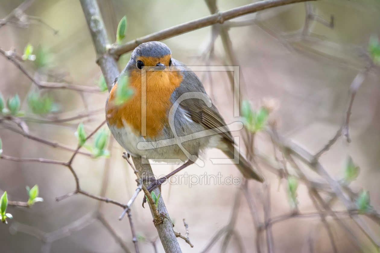 Bild-Nr.: 12011282 Vogel im Garten erstellt von luxpediation