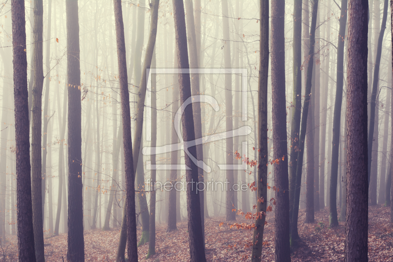 Bild-Nr.: 12011301 Herbst im Wald erstellt von luxpediation
