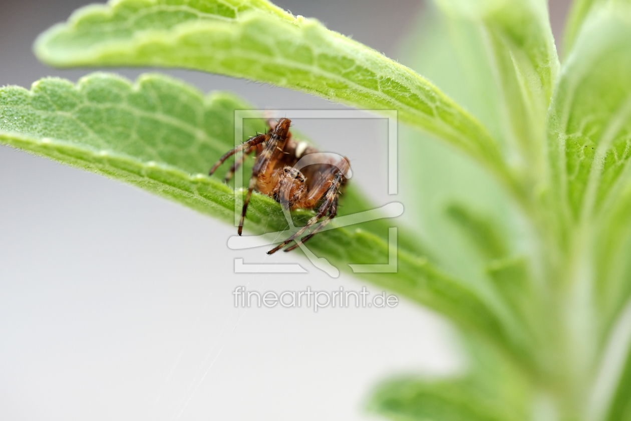 Bild-Nr.: 12011460 Die Spinne spinnt erstellt von Ostfriese