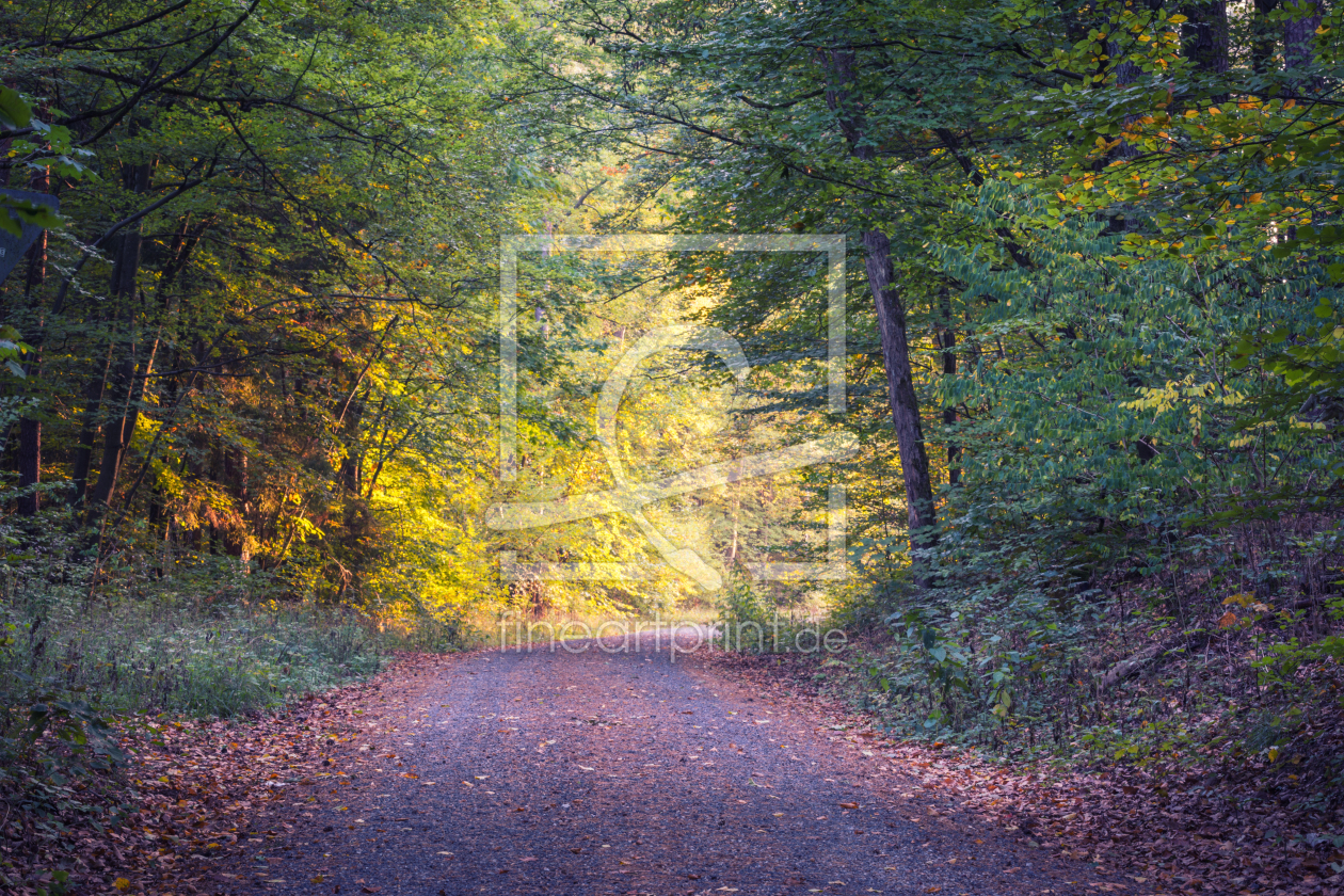 Bild-Nr.: 12011807 Herbst Wald Weg erstellt von luxpediation