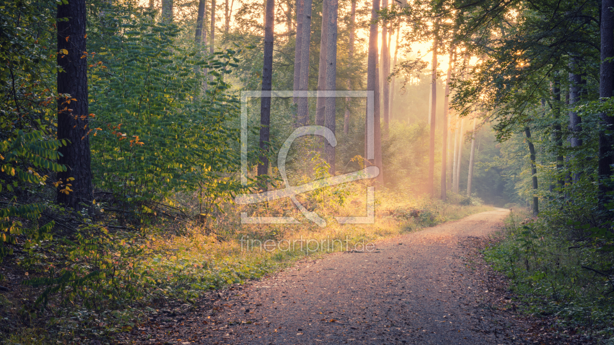 Bild-Nr.: 12012061 Wald im Morgenlicht erstellt von luxpediation