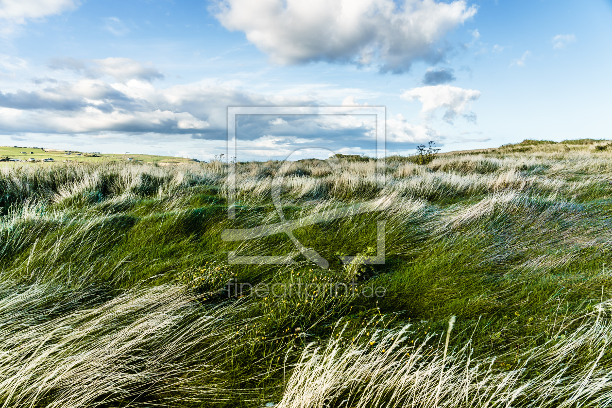 Bild-Nr.: 12012564 A Sea of grass by the sea erstellt von Fabian-Dietzel