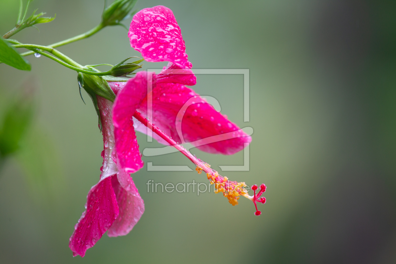 Bild-Nr.: 12012606 Hibiskusblüte erstellt von DirkR