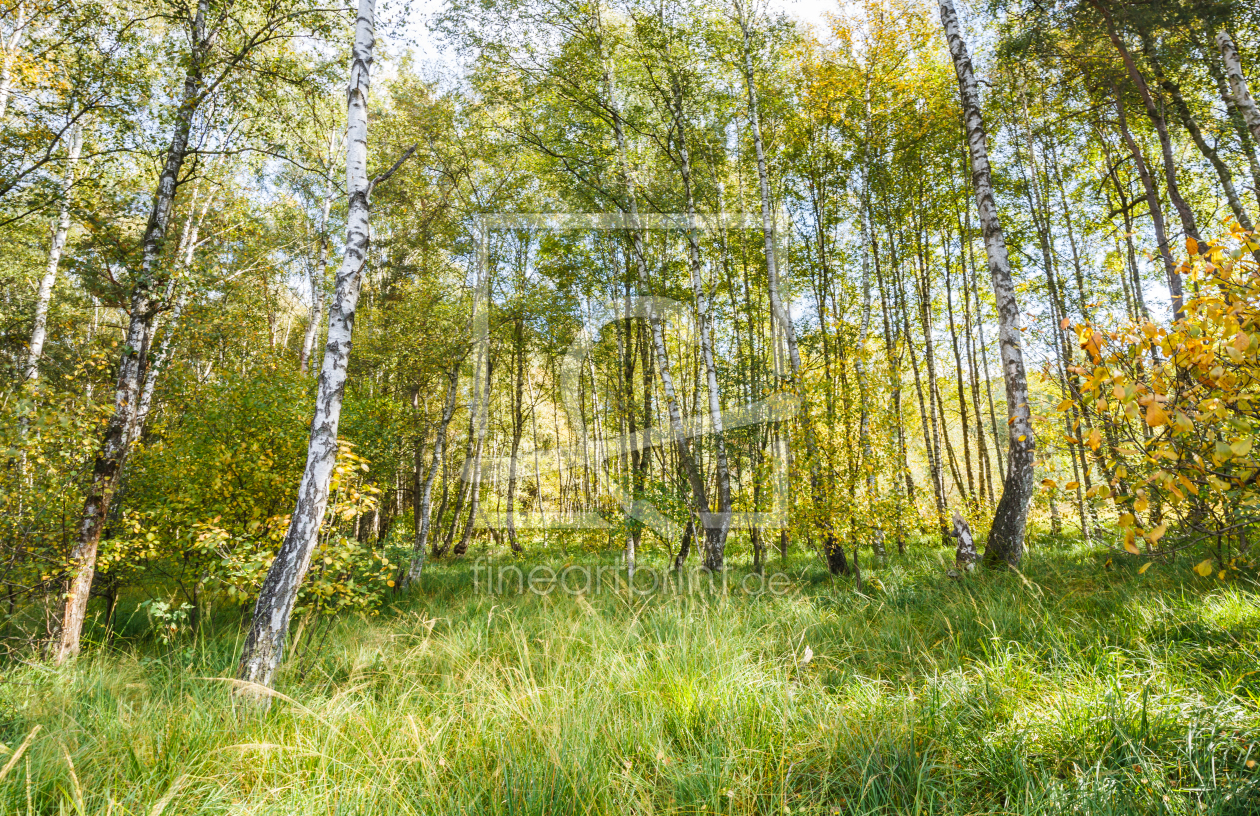 Bild-Nr.: 12012665 HERBSTANFANG im BIRKENWALD erstellt von Ursula Reins