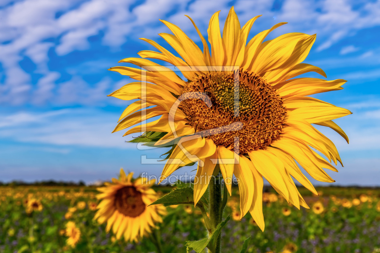 Bild-Nr.: 12012807 Sunflowers erstellt von Achim Thomae
