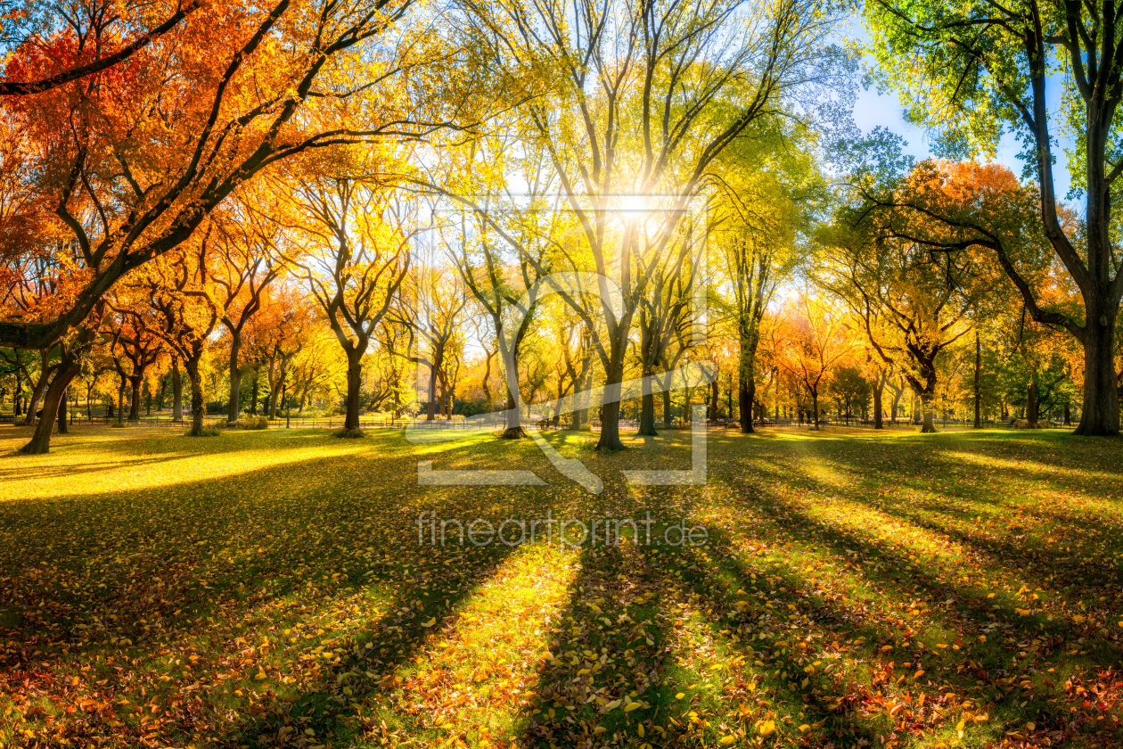 Bild-Nr.: 12013130 Bunter Herbstwald im Sonnenlicht erstellt von eyetronic