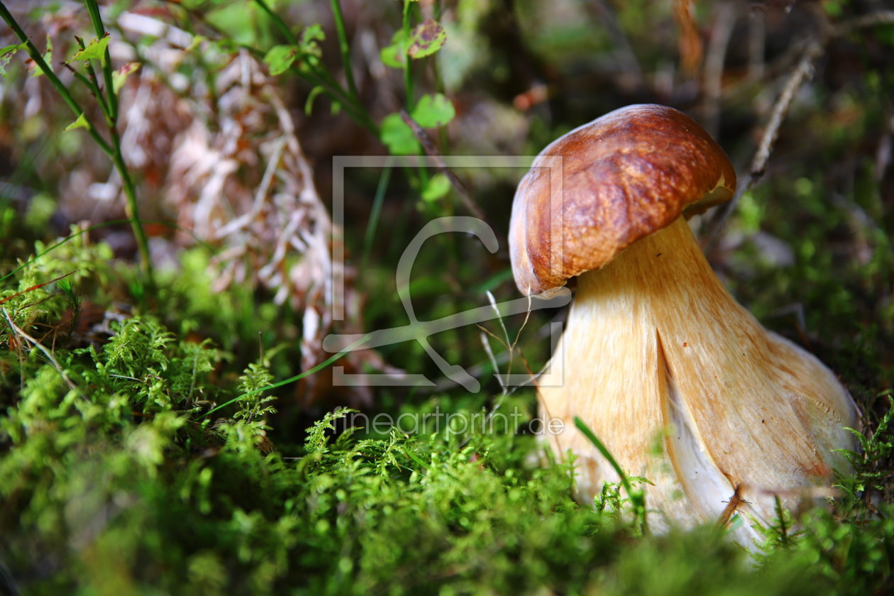 Bild-Nr.: 12013297 Steinpilz erstellt von Heike Hultsch