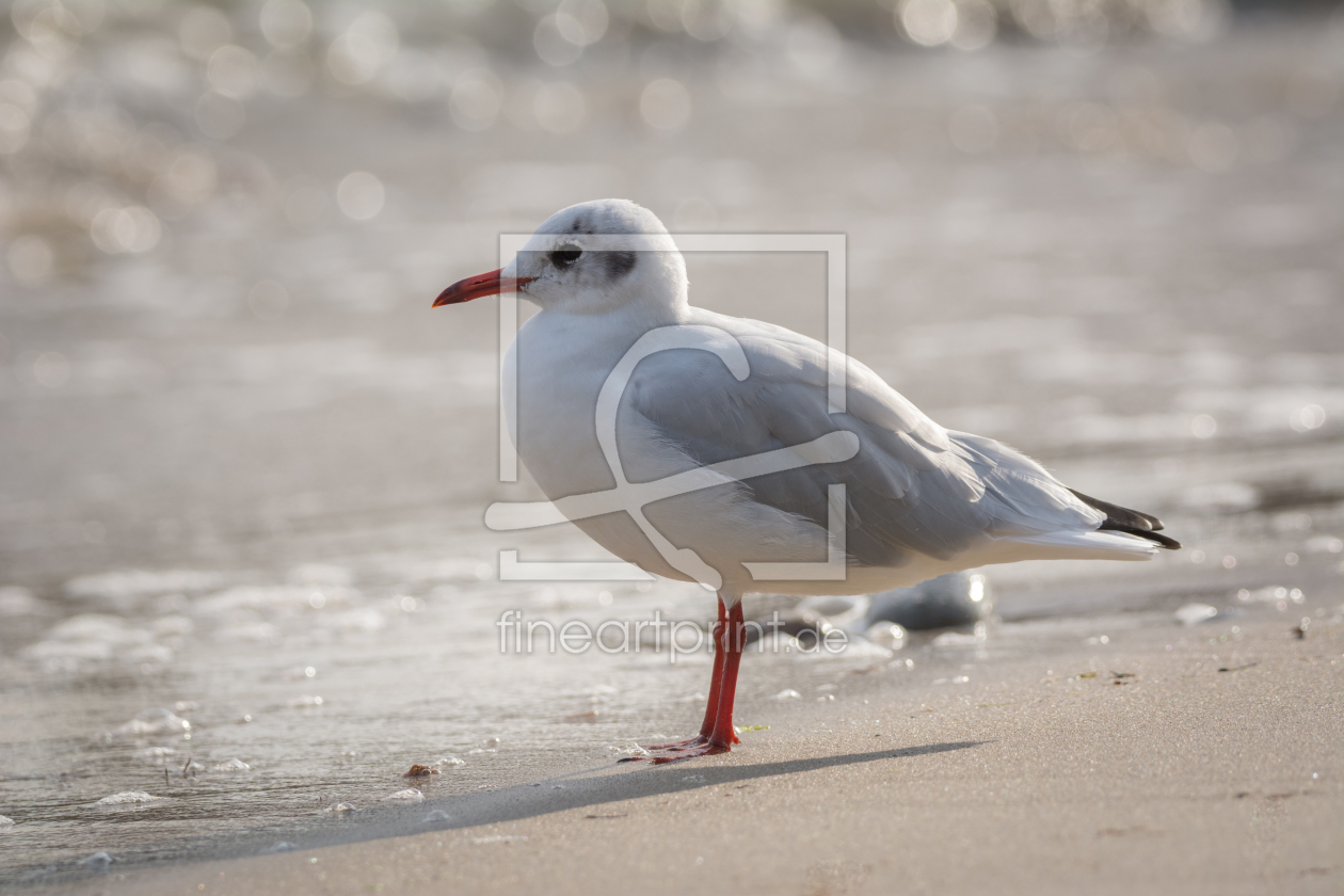 Bild-Nr.: 12013381 Möwe am Strand erstellt von luxpediation