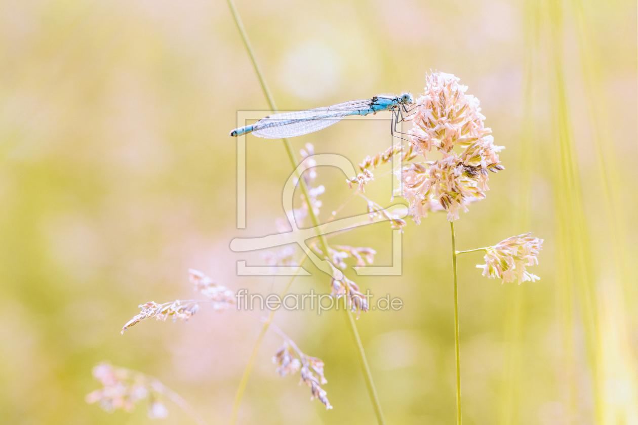 Bild-Nr.: 12013475 Libelle im Sonnenschein erstellt von Sandro Henke
