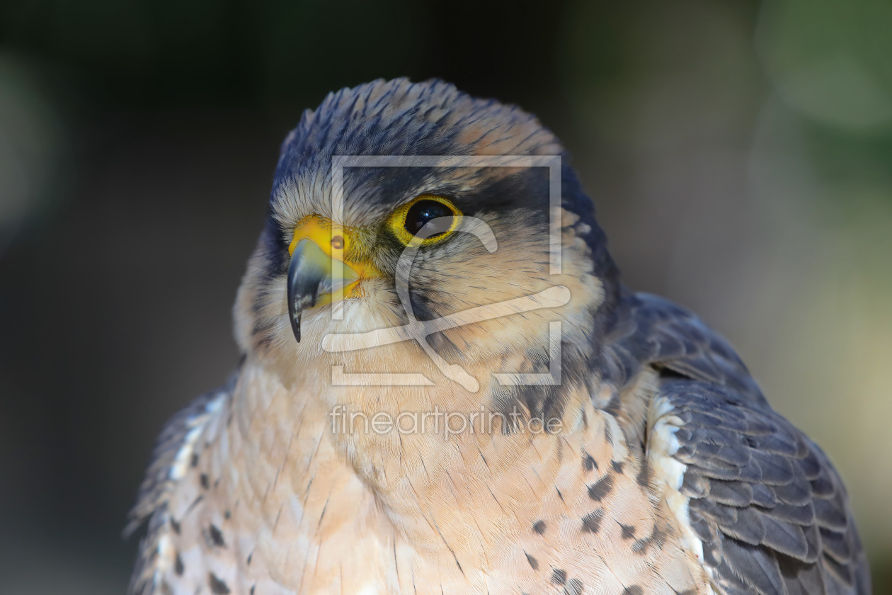 Bild-Nr.: 12013565 Lanner Falke erstellt von falconer59