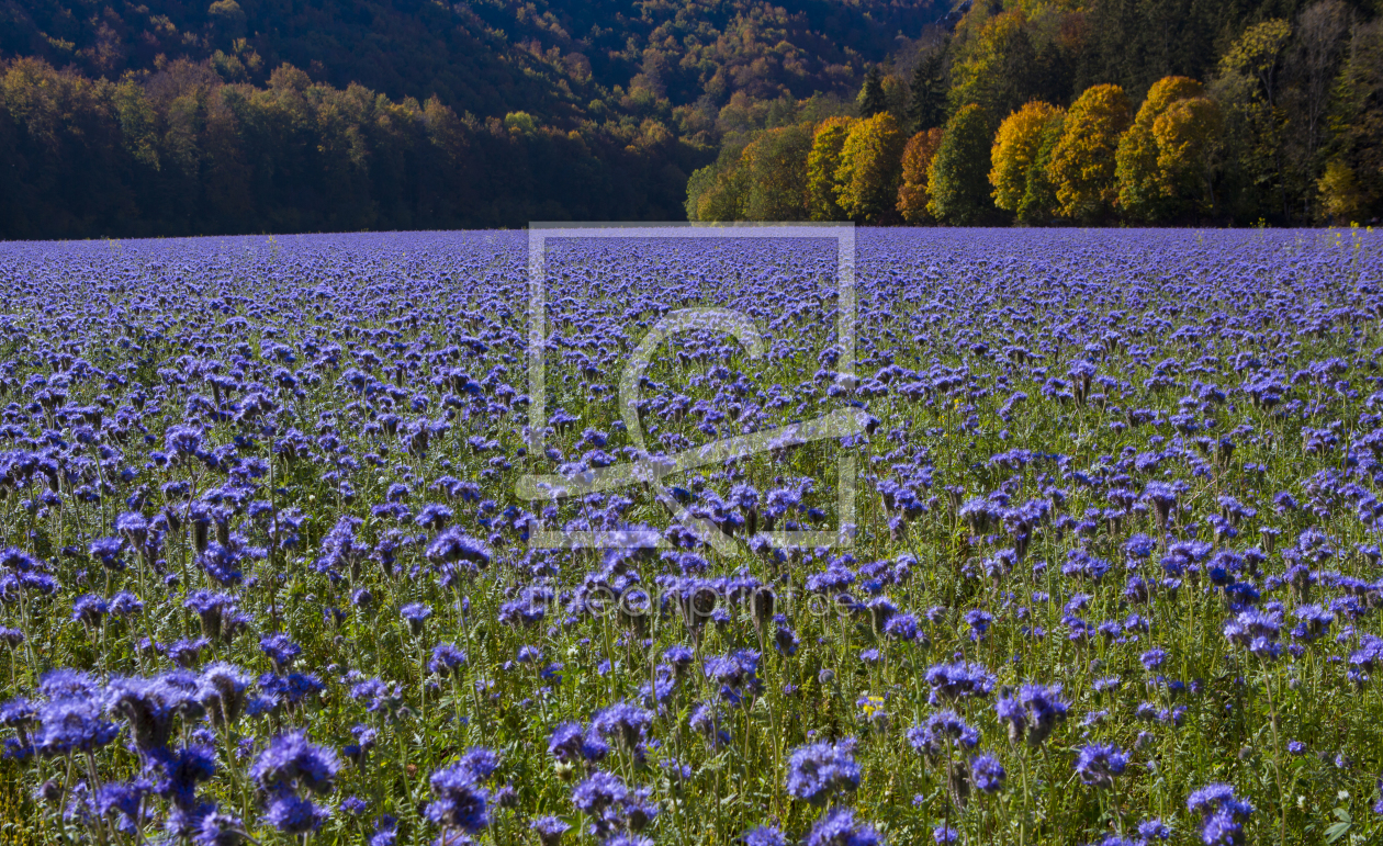 Bild-Nr.: 12014166 Blaues Feld erstellt von Irma Warth