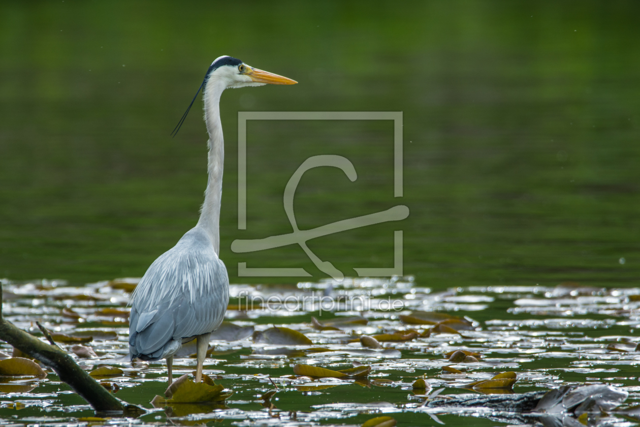 Bild-Nr.: 12014563 Vogel am Teich erstellt von luxpediation