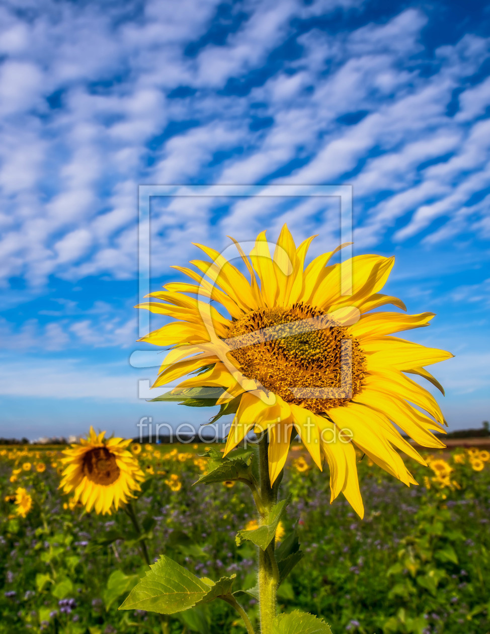 Bild-Nr.: 12014716 Summertime erstellt von Achim Thomae