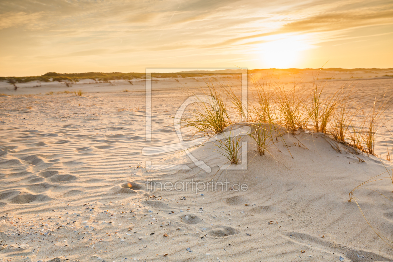 Bild-Nr.: 12014850 Norderney - Dünenspitzen zur Goldenen-Stunde erstellt von Ursula Reins