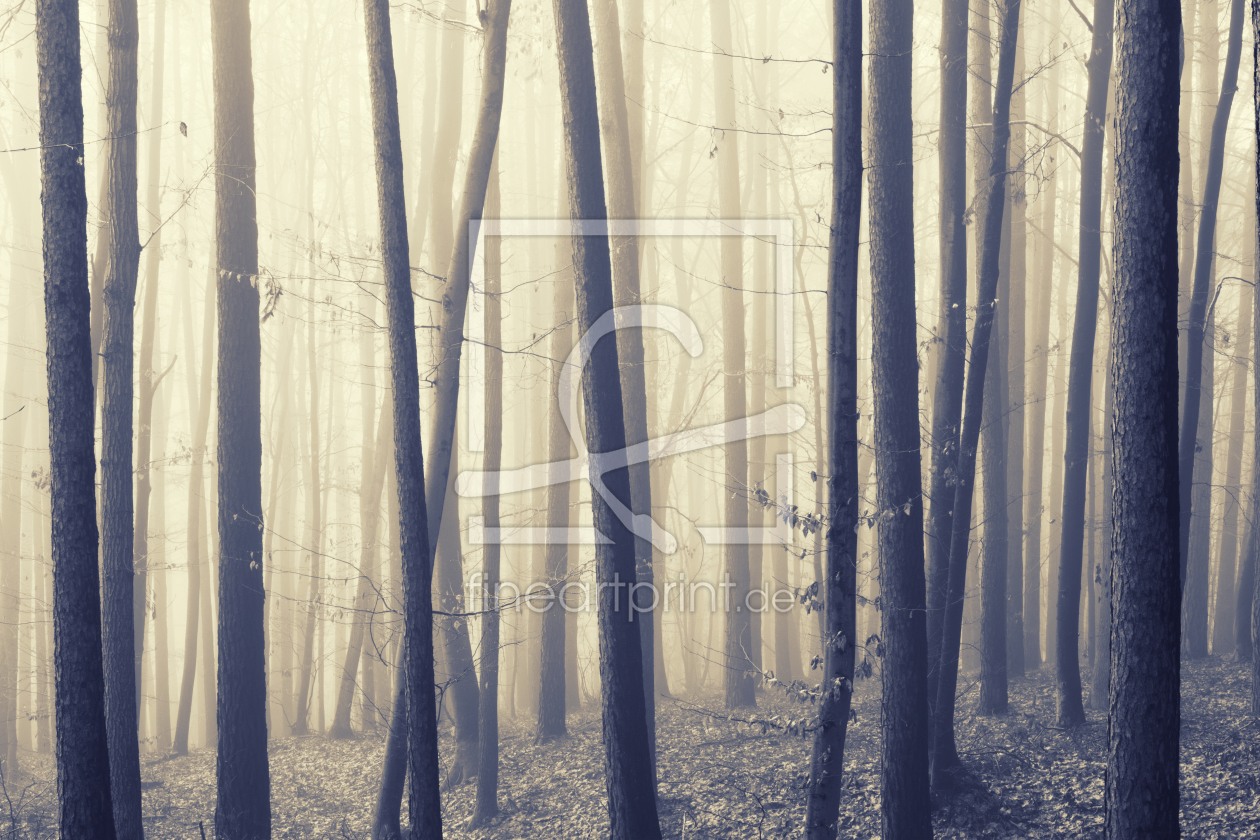 Bild-Nr.: 12015063 Woodland Fog erstellt von luxpediation